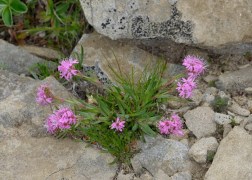 Lychnis alpina / Havasi kakukkszegfű